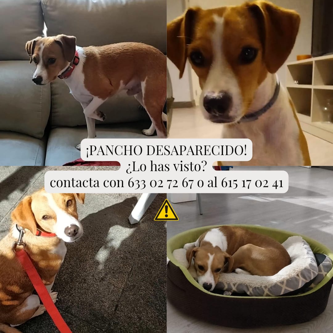 huellassalvadas's tweet photo. ⚠️PANCHO SIGUE DESAPARECIDO ⚠️

Pancho lleva desaparecido desde el 16 de enero cerca de la zona Carmelitas en Elche. 

Si lo has visto, te suena de haberte cruzado con él o cualquier pista que pueda ser de utilidad contacta con 633 02 72 67 o al 615 17 02 41 

Lleva CHIP y collar https://t.co/rOnjkyDnvW