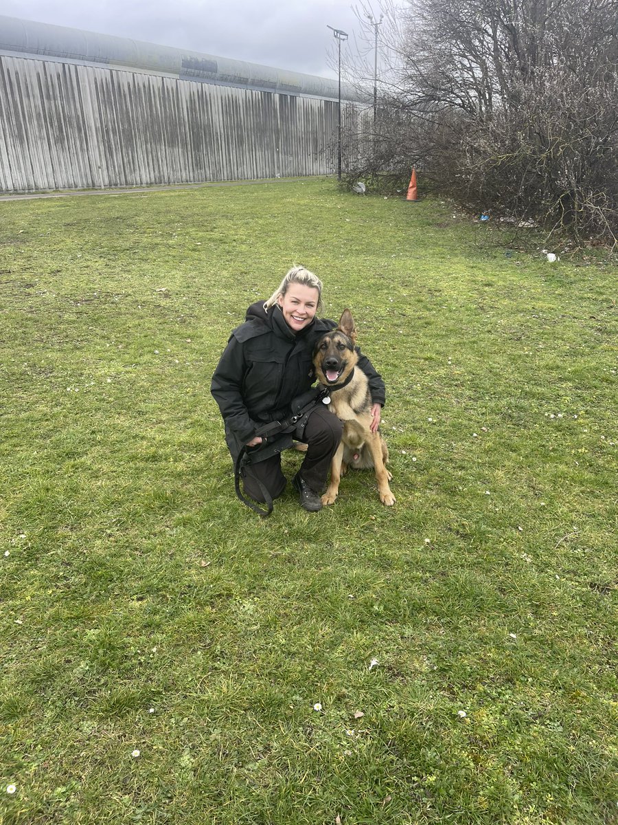 DogsHmpps's tweet image. Big day today for 6 new dogs and their handlers starting out day 1 of initial course. These teams will hopefully be working at @hmpbelmarsh @HmpManchester and @HMPFullSutton  once they have passed. Good luck to you all 🤞🏻#workingdog #k9 #prisondogs #operationaldogs