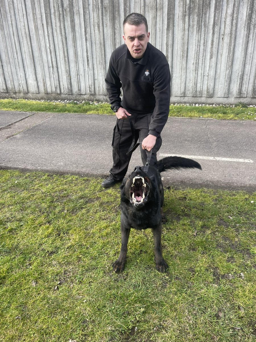 DogsHmpps's tweet image. Big day today for 6 new dogs and their handlers starting out day 1 of initial course. These teams will hopefully be working at @hmpbelmarsh @HmpManchester and @HMPFullSutton  once they have passed. Good luck to you all 🤞🏻#workingdog #k9 #prisondogs #operationaldogs