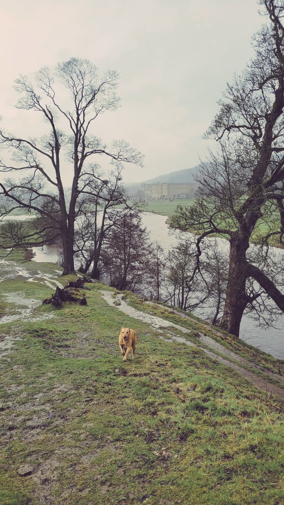 Lovely day for the ducks 🦆🌧 <a href="/ChatsworthHouse/">Chatsworth</a>