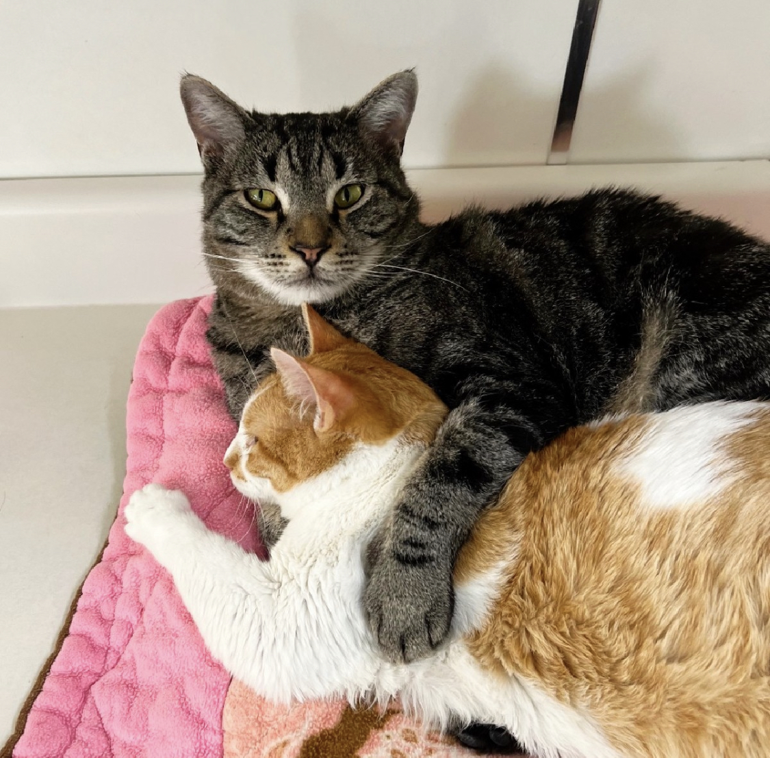 AnimalVillageNM's tweet image. ❣️National Cat 💤Napping💤 Day❣️ Best Friends on Twitter  #catnap #napping #insidecat #indoorcat