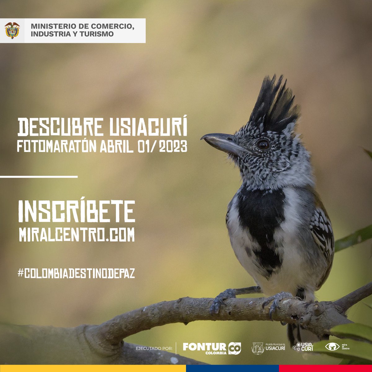 miralcentro's tweet photo. ¡Si amas la fotografía, las caminatas al aire libre, el senderismo ecoturístico,  las aves, la fauna y la flora, DESCUBRE USIACURÍ!👀 No te pierdas la Reserva Ambiental de Luriza, captura los secretos y captura su belleza natural😍  ¡ #DescubreUsiacuri !📸 https://t.co/AgZ4geCzIh