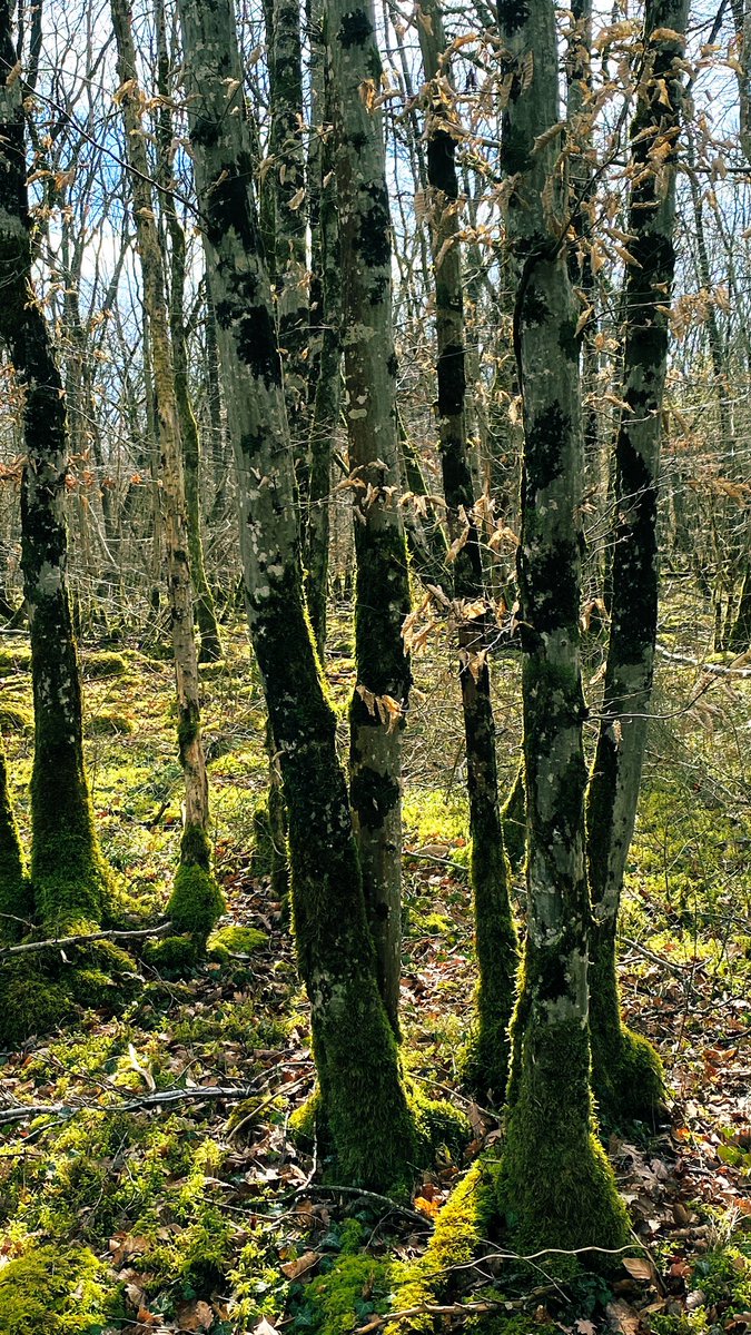 PPuydarrieux's tweet image. Rencontre entre le @parc_nat_forets et @SeineGrandsLacs en forêt. Échange sur la mise en œuvre de paiements pour services environnementaux au bénéfice des agriculteurs pour mieux gérer le risque d’inondation de l’agglomération parisienne.