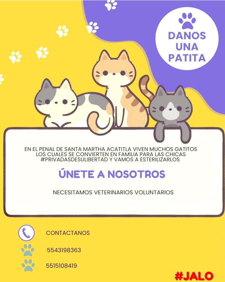 jaloasociacion's tweet photo. #JALO Esta organizando una #esterilizacion de #gatitos y requerimos de tú #apoyo para la realización de este #proyecto #veterinarios #voluntarios #URGENTE #donacion y #acopio de #insumos pre y post #operatorio https://t.co/E4KniPLIlB