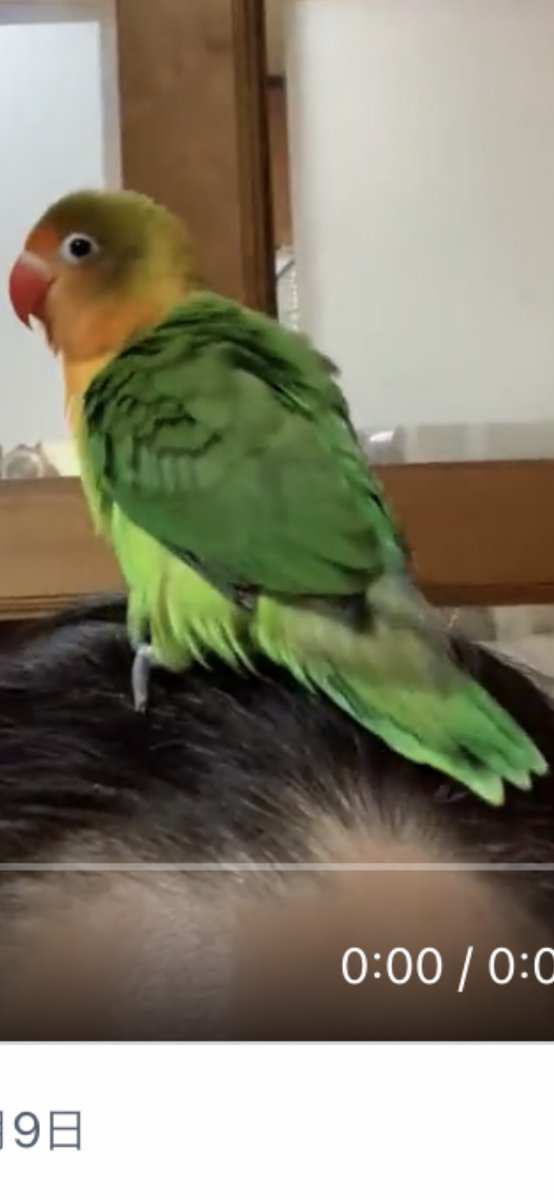MK30568832's tweet photo. #奈良県  #桜井市 で迷子になったボタンインコのエリちゃんを探しています
雀より少し大きくて、頭は黄色～オレンジ、体は黄緑色です
クチバシがオレンジ色で下を向いています
とても大切な子です
見かけられた方、どうか保護・ご連絡よろしくお願いします
#桜井高校　#桜井市外山　#橿原市　#天理市 https://t.co/aIXmRRubCT
