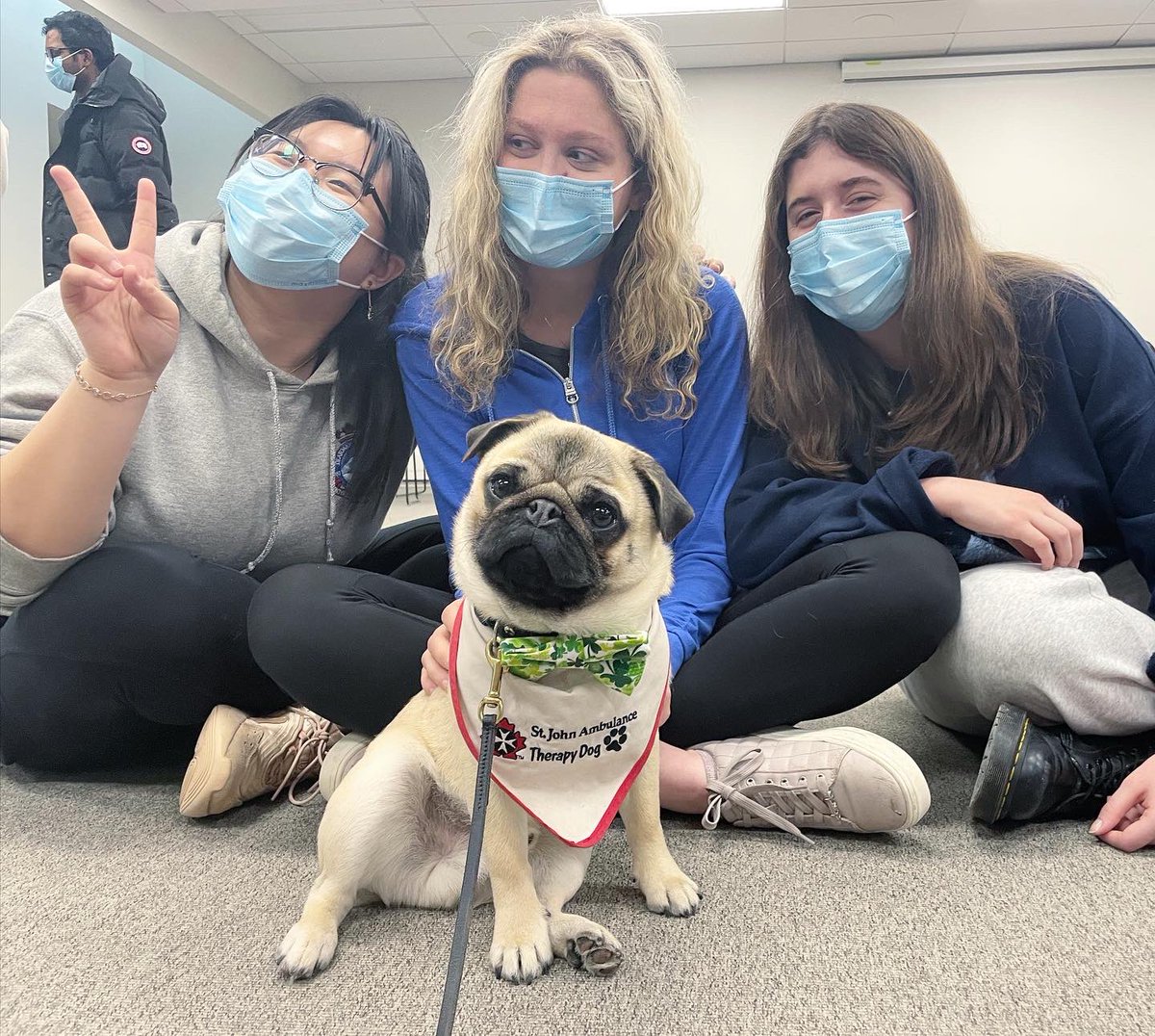 IgorPugDog's tweet photo. Did my 1st #therapydog visit @WesternU @iveybusiness … they turned me to “mush” 💜 ~ Lil C 

#pug #workingdog #kdnont #pughugs #westernuniversity @LdnTherapyDogs https://t.co/fc9hOlupvI