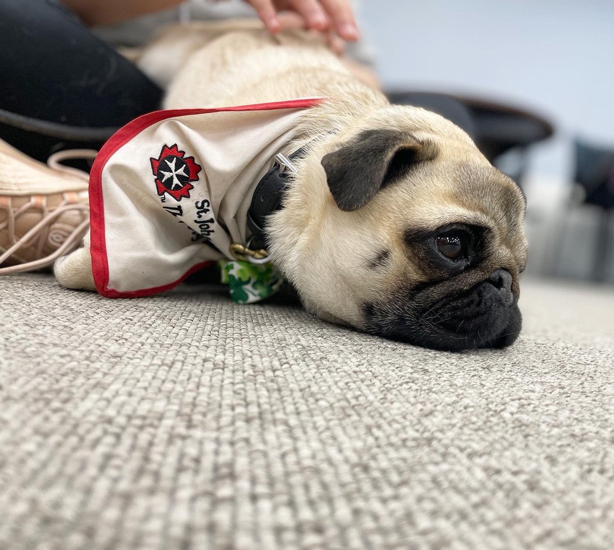 IgorPugDog's tweet photo. Did my 1st #therapydog visit @WesternU @iveybusiness … they turned me to “mush” 💜 ~ Lil C 

#pug #workingdog #kdnont #pughugs #westernuniversity @LdnTherapyDogs https://t.co/fc9hOlupvI