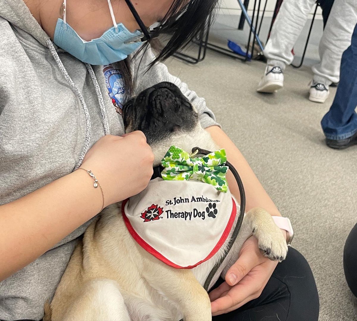 IgorPugDog's tweet photo. Did my 1st #therapydog visit @WesternU @iveybusiness … they turned me to “mush” 💜 ~ Lil C 

#pug #workingdog #kdnont #pughugs #westernuniversity @LdnTherapyDogs https://t.co/fc9hOlupvI