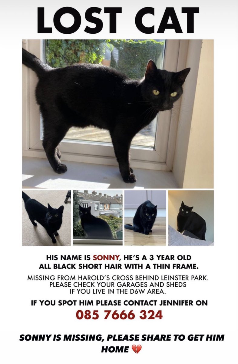 Appreciate a RT for SONNY 🐈‍⬛…
especially from anyone around the Harold’s cross D6W area 👇 
Thank you 🙏