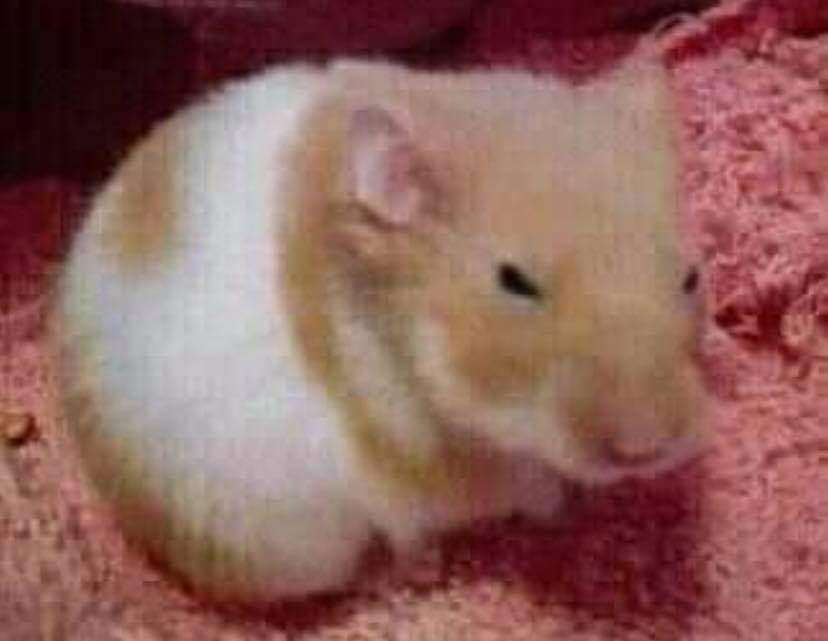 ⋆~

                    Cuando le dicen rata.

                   ——— ¡¿Te quieres morir, humano?! (?)