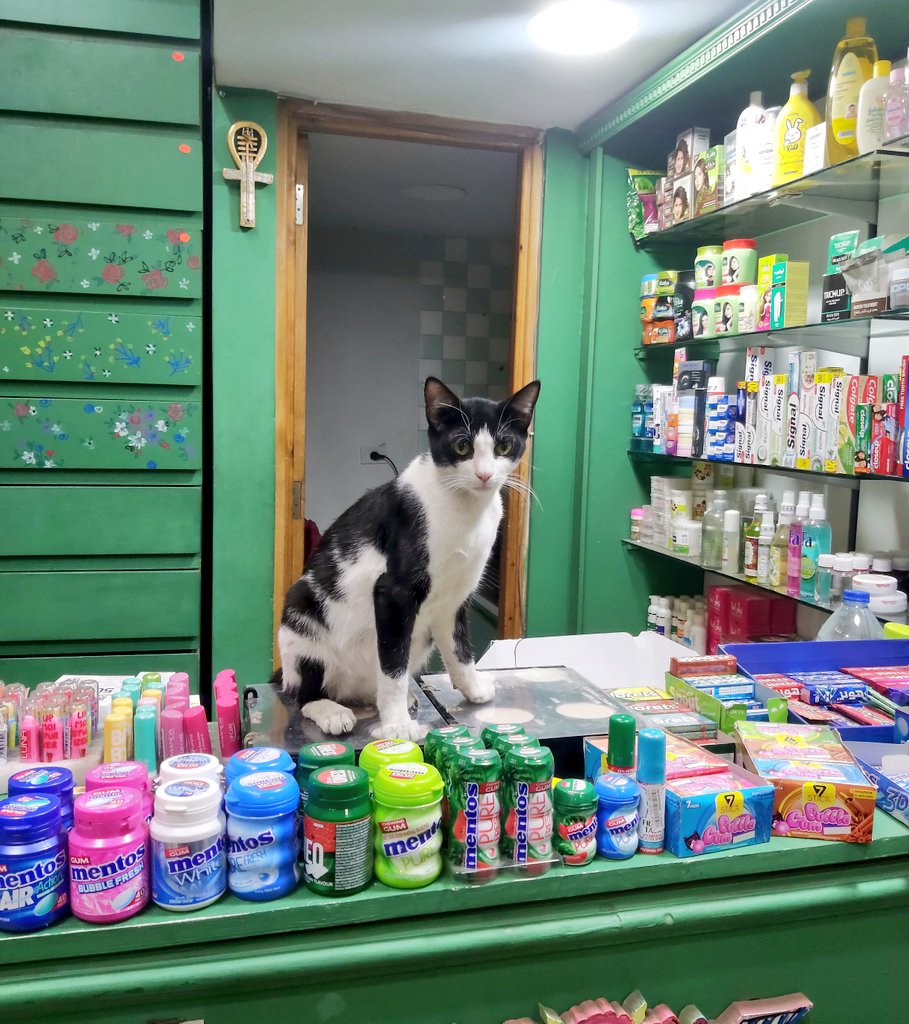 TheRandomMeow's tweet photo. دخلت الصيدلية أسألها على الشامبو اللي بحبه والدكتورة كانت عسوله اوي زي ماهو واضح ❤ https://t.co/gygdFDQbnu
