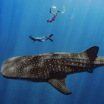 contextpaul's tweet photo. 7/ Everything is also better with whale sharks. https://t.co/Ds5DkOLWdk
