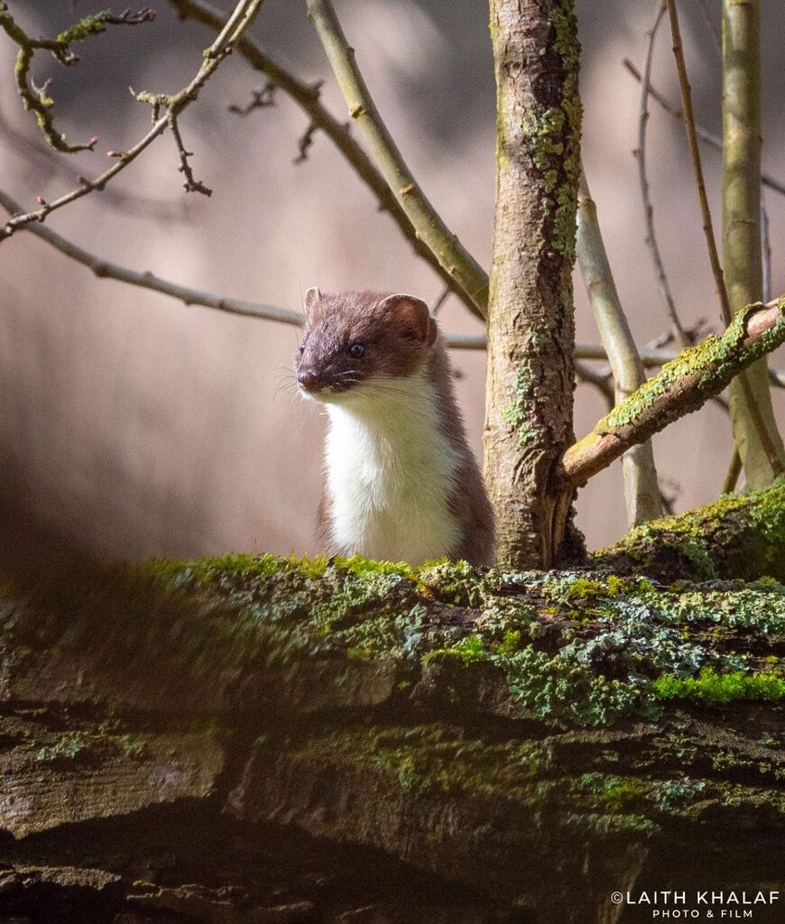 LKPhotoAndFilm's tweet photo. Peek-a-boo. 

I walked past this same log the other day and it reminded me of this precious moment where I'd photographed a stoat. 
I'd seen it run across this fallen log out of the corner of my eye from some 50 yards away. It then dived into a hole in t… https://t.co/HnfMyTP8bG https://t.co/wSh41VkGYI
