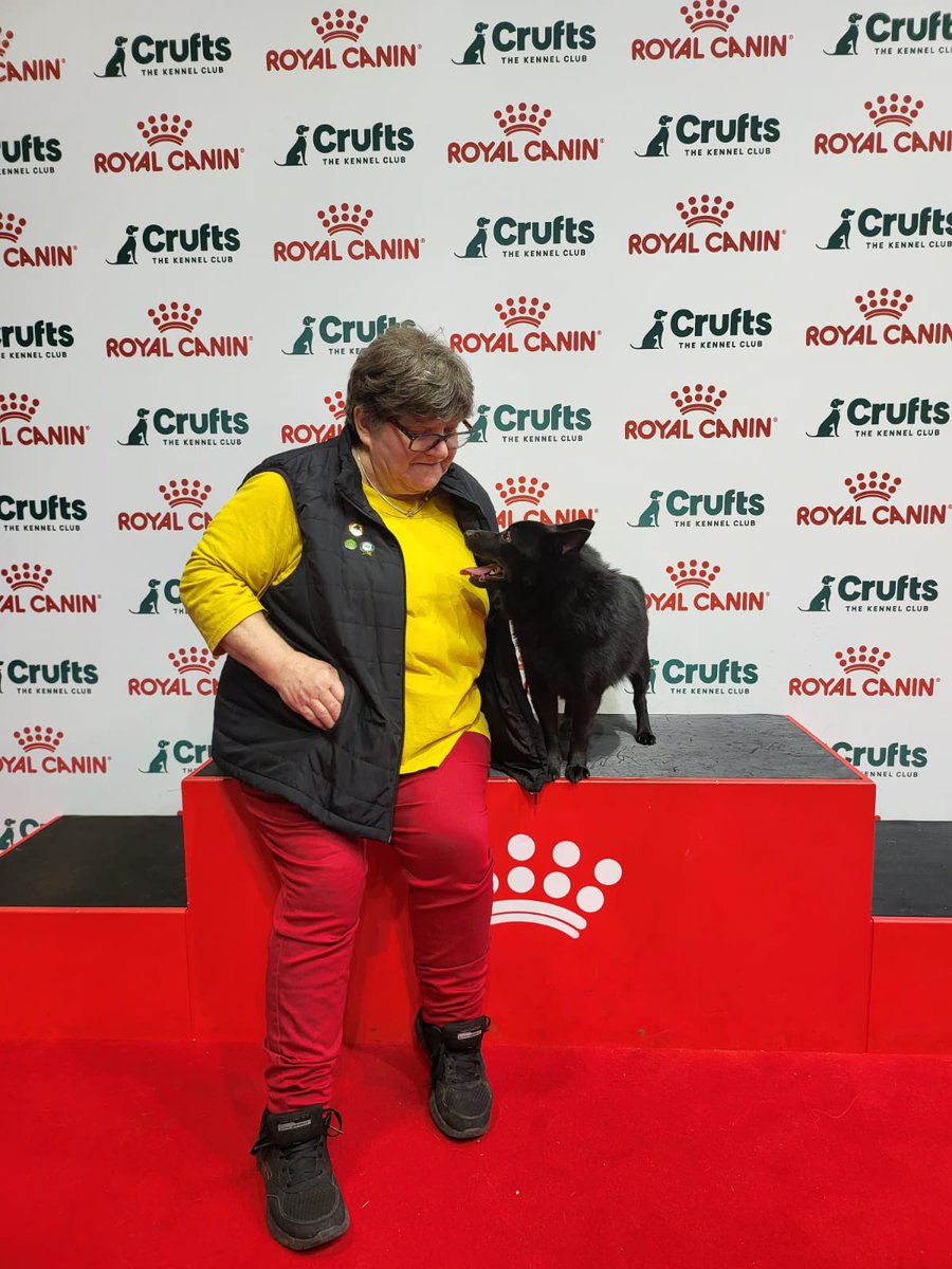 SchipperkesUK's tweet photo. Blue enjoyed himself on the #schipperke breed stand at #Crufts Discover Dogs. Meeting old friends was a highlight of the day. I apparently was dressed as a flag. https://t.co/F3X0S8zbYK