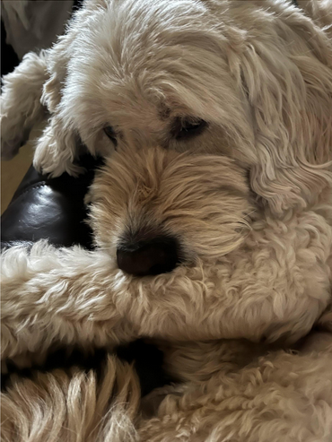 WoofPackTrails's tweet photo. All snuggled up for this cold weather
#photo #cold #mom
#winter
#springcomesoon https://t.co/2WW2ux2Gyo