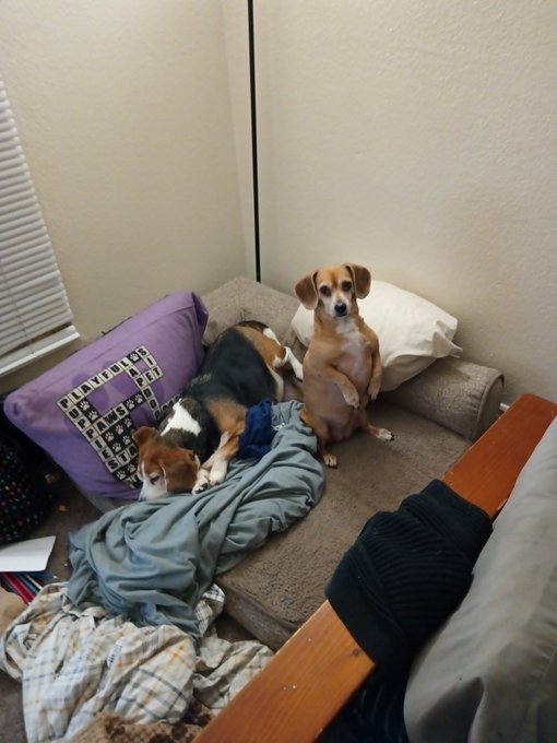 Do you have dogs? What breed? https://t.co/p8du2vUIxX