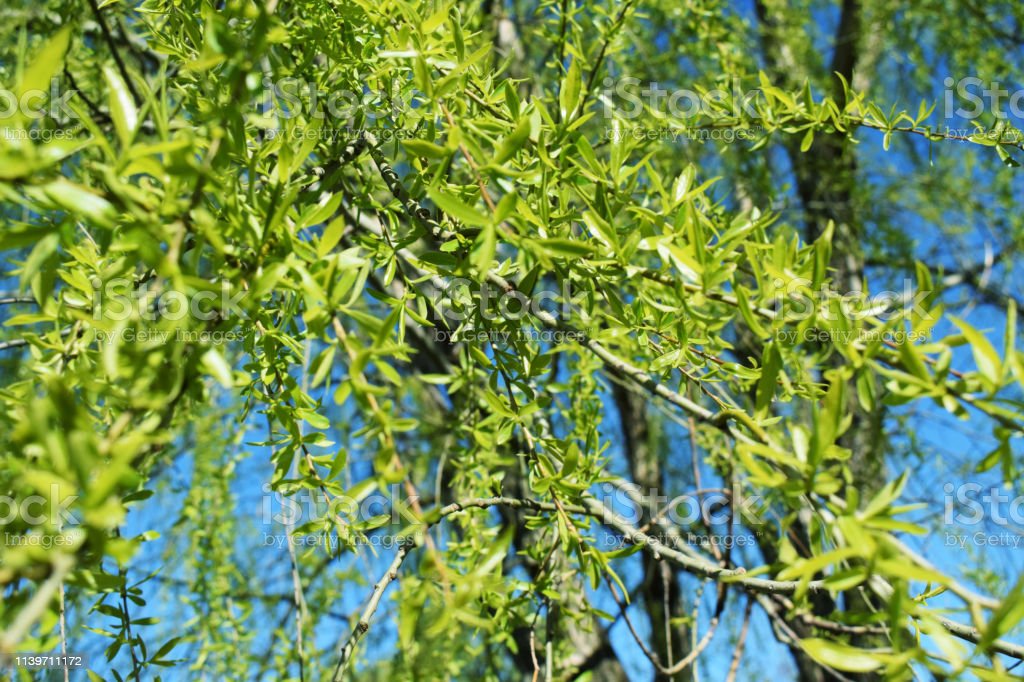 White Willow Bark > Aspirin

Why?

- Stronger anti-inflammatory
- Stronger antioxidant than Vit C
- Fewer side effects &amp; risks

Also: 
- Increases glutathione
- Potent antidepressant
- Cognitive-enhancing
- Upregulates dopamine synthesis
- Protects dopaminergic system