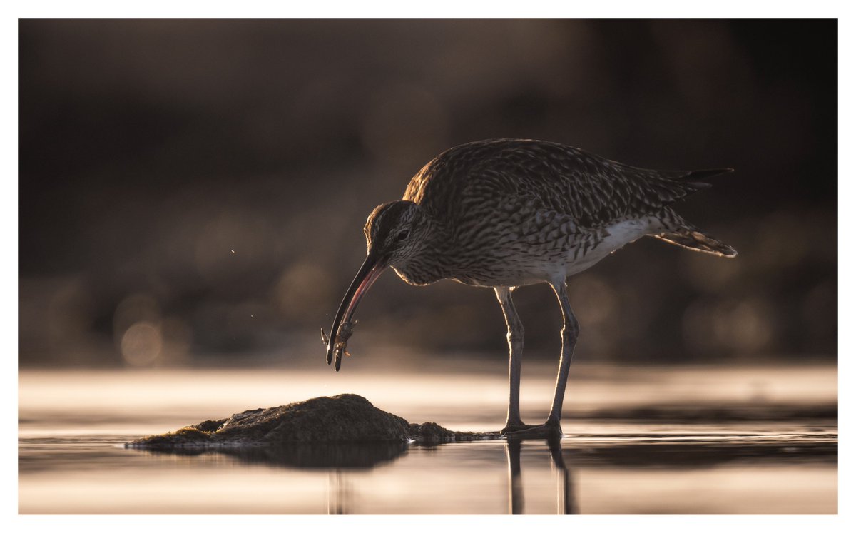 darin_goodsell's tweet photo. A Whimbrel enjoying a tasty breakfast. #Sharemondays2023 #fsprintmonday #wexmondays #appicoftheweek #ThePhotoHour https://t.co/DAjfvPWjP7