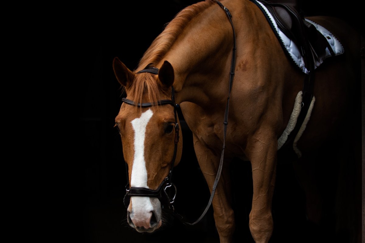 Horse Monkey tweet media