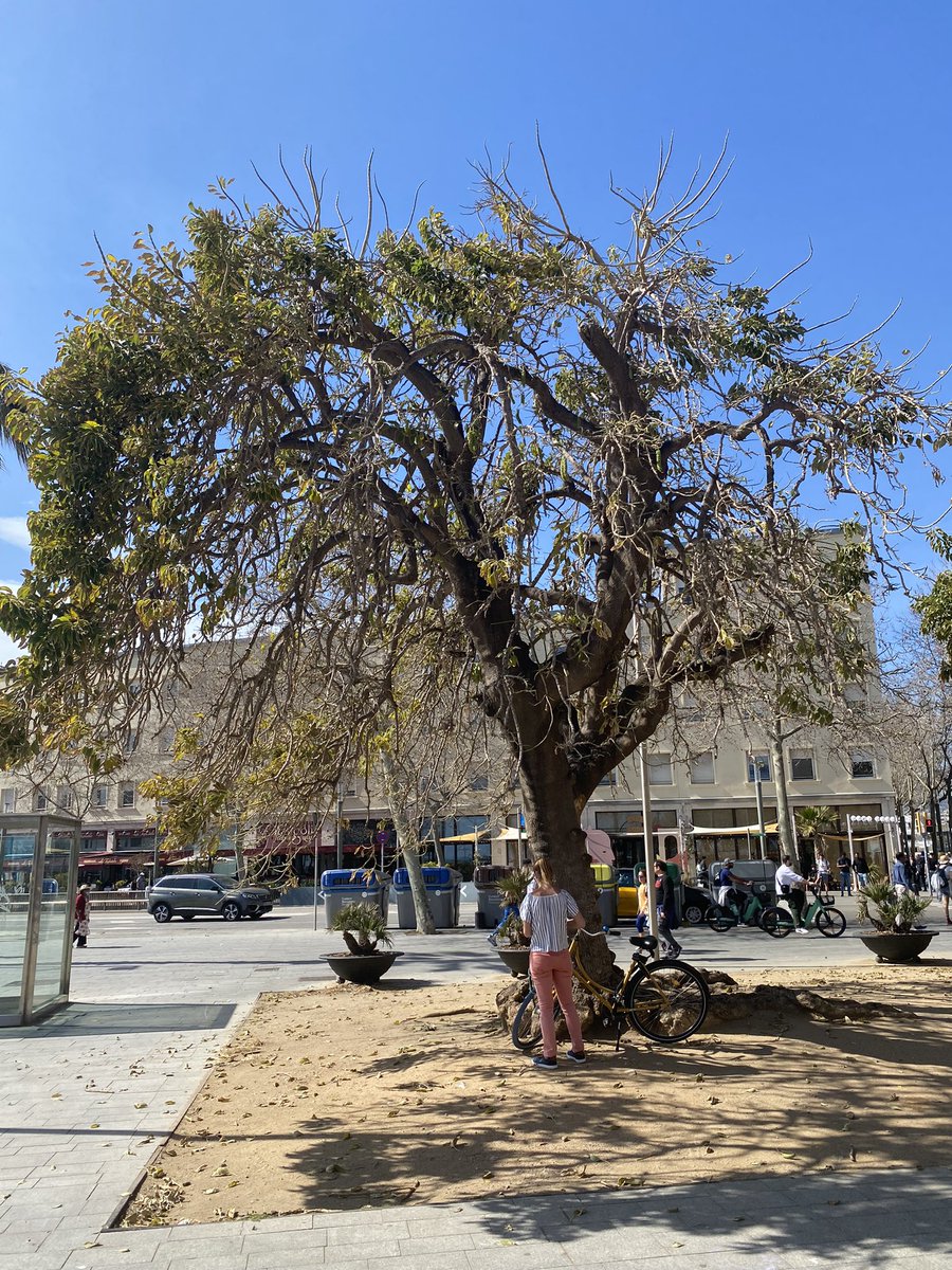 #Barcelona ✔️🌳