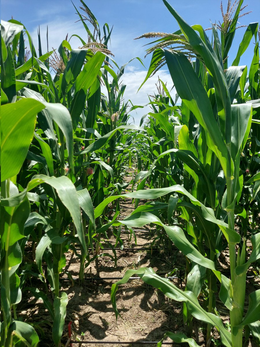 A variedade de milho SVETA XG anda à muito tempo adormecida, fruto do trabalho de avaliação pré-comercial ficamos surpreendidos com a produtividade deste OPV de grão amarelo redondo duro. Este ano a sua performance nos campos de ensaio fez disparar o alarmem, para o mercado, já!