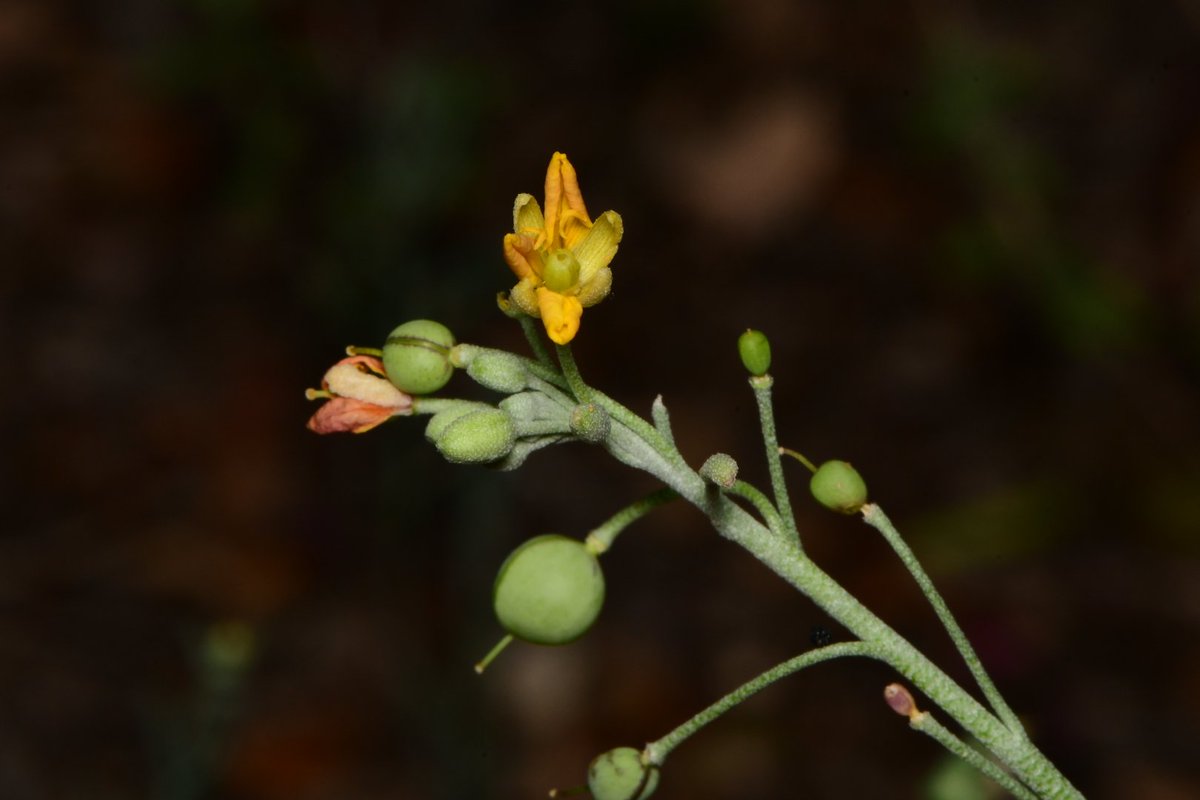 JoeySantore's tweet photo. Physaria thamnophila, aka Zapata Bladderpod, is a rare, federally listed member of the mustard family that grows along the Mexican border in South Texas. A large portion of the population is being destroyed this week to make way for the border wall, an ineffective political stunt https://t.co/TpSEBYvi2D