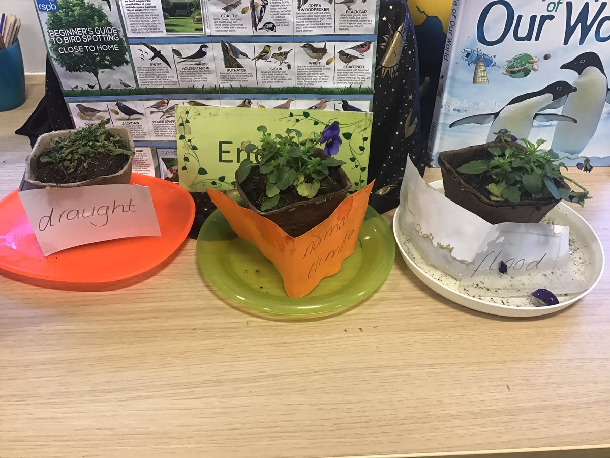 We are still continuing to observe our plants about how climate change affects farmers. Ask your children to explain what is happening. #class13 @MonksdownEco