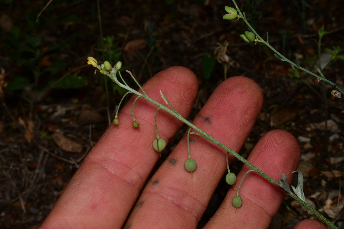 JoeySantore's tweet photo. Physaria thamnophila, aka Zapata Bladderpod, is a rare, federally listed member of the mustard family that grows along the Mexican border in South Texas. A large portion of the population is being destroyed this week to make way for the border wall, an ineffective political stunt https://t.co/TpSEBYvi2D