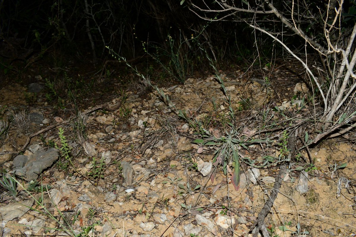 JoeySantore's tweet photo. Physaria thamnophila, aka Zapata Bladderpod, is a rare, federally listed member of the mustard family that grows along the Mexican border in South Texas. A large portion of the population is being destroyed this week to make way for the border wall, an ineffective political stunt https://t.co/TpSEBYvi2D