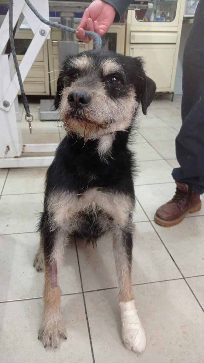 Dcyon's tweet photo. Me Ayudas? Comparte x fa #BuscoCasita #OptaPorAdoptar #AdopcionResponsable #Michi #gatos #CDMX Macho 5 años #Esterilizado #Vacunado Info #WhatsApp 5555040979 https://t.co/AC3qI7SpH8