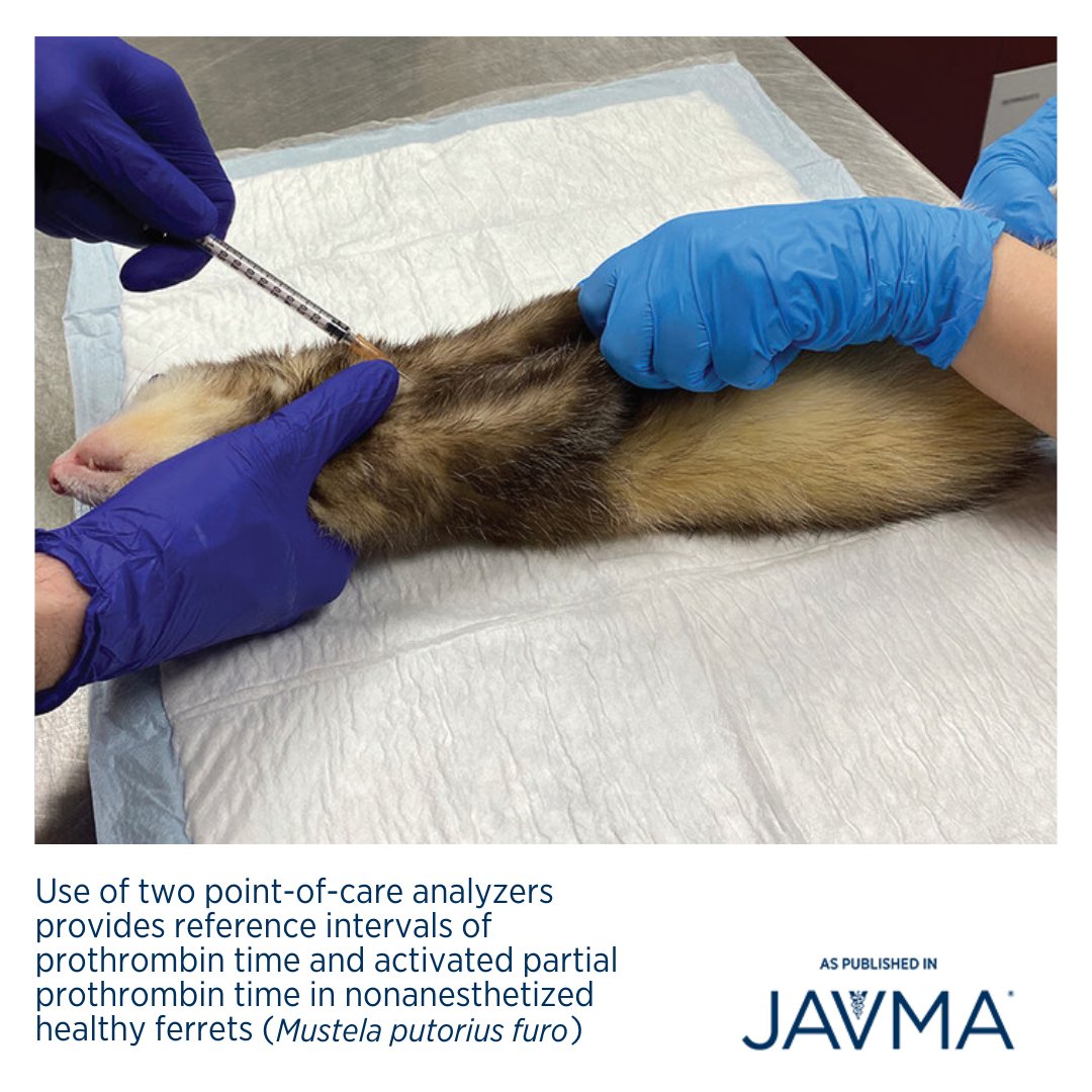 AVMAJAVMA's tweet photo. A #JAVMA study provides #coagulation times for 2 point-of-care analyzers in healthy ferrets as a tool for the diagnosis of coagulopathies. Learn more: https://t.co/DMoT7nVgfu @ACZM1 @ACVP #ferret #coagulopathy #clinicalpathology #clinpath #zoomed https://t.co/5nJfkg1XH8