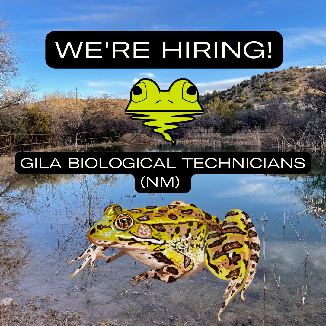 Apply to join ARC in NM! Answer the call to work on the conservation of the Chiricahua leopard frog & several other imperiled species. ARC is seeking 3 field staff members (1 crew lead, 2 technicians): 
wfscjobs.tamu.edu/jobs/gila-biol…
#careers #job #jobs #WildlifeJob #WildlifeJobs #Gila