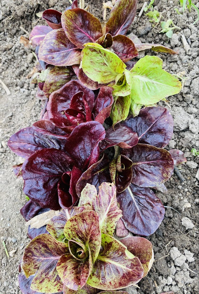 Rinnerron tweet media