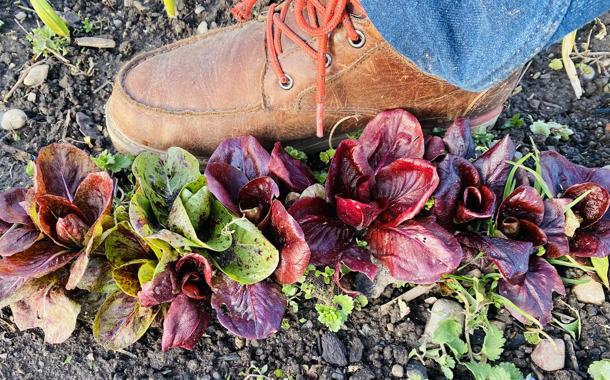 Rinnerron tweet media