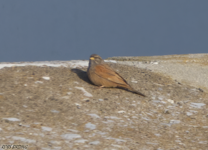 Robert Perez (@robbieaperez) on Twitter photo 2023-03-13 21:02:32 Not the best of Photos but a great local record, House Bunting (Emberiza sahari) Europa Point (Gibraltar) #Gibraltar #BirdsSeenIn2023 @gonhsgib @BirdingRasta @GibraltarBirds @_BTO @ThinkingGreenGI @Natures_Voice @GibReserve #TwitterNatureCommunity @WildlifeMag Not the best of Photos but a great local record, House Bunting (Emberiza sahari) Europa Point (Gibraltar) #Gibraltar #BirdsSeenIn2023 @gonhsgib @BirdingRasta @GibraltarBirds @_BTO @ThinkingGreenGI @Natures_Voice @GibReserve #TwitterNatureCommunity @WildlifeMag