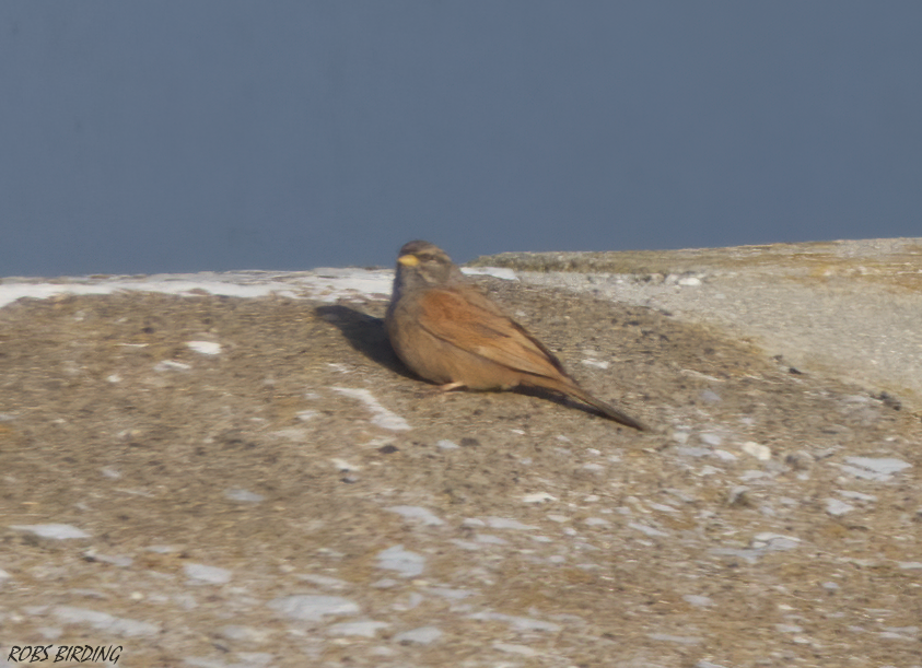 Not the best of Photos but a great local record, House Bunting (Emberiza sahari) Europa Point (Gibraltar) #Gibraltar #BirdsSeenIn2023 @gonhsgib @BirdingRasta @GibraltarBirds @_BTO @ThinkingGreenGI @Natures_Voice @GibReserve #TwitterNatureCommunity @WildlifeMag