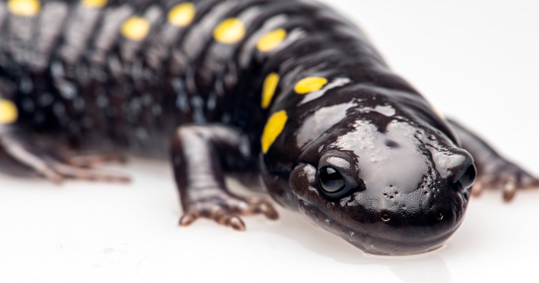 Nova Scotia Museum on Twitter "RT MNH_Naturalists A sign of spring