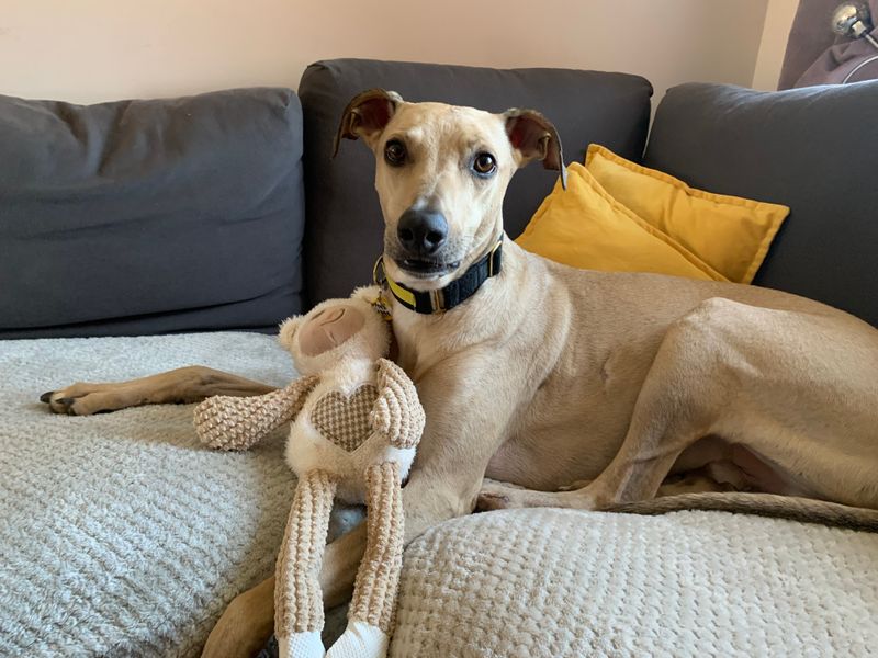 DogsTrust's tweet photo. It looks like Kai on #LoveIsland has found his pawfect match and Kai at @DT_WestCalder is hoping to follow in his footsteps very soon! 🐾 Kai is sweet, full of fun &amp; enjoys being with his fave people, just like his namesake! 👉 https://t.co/idQynyz5m1
 #KaiAndSanam @LoveIsland https://t.co/oj4NroWCgX