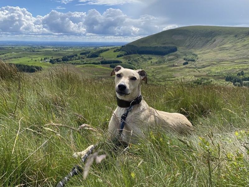 DogsTrust's tweet photo. It looks like Kai on #LoveIsland has found his pawfect match and Kai at @DT_WestCalder is hoping to follow in his footsteps very soon! 🐾 Kai is sweet, full of fun &amp; enjoys being with his fave people, just like his namesake! 👉 https://t.co/idQynyz5m1
 #KaiAndSanam @LoveIsland https://t.co/oj4NroWCgX