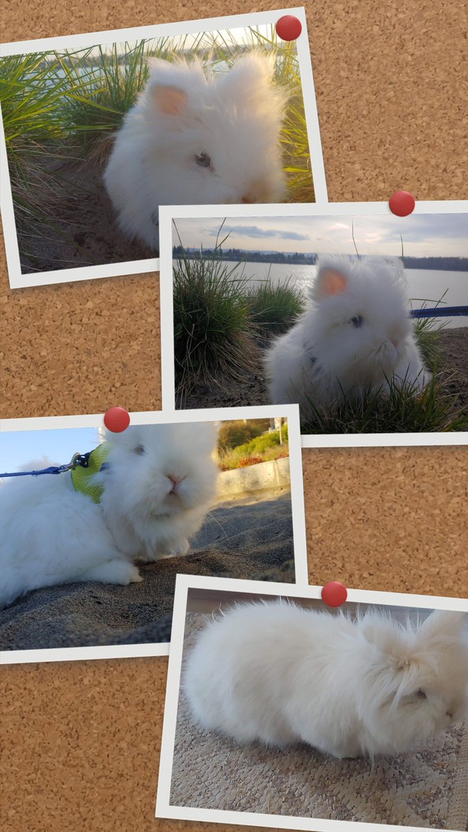 JustifydWarrior's tweet photo. #RIP #MerlinTheMagicBunny ๐คง
The bestest boy there ever was ๐
He made so many people smile so damn big ๐
He loved everyone, even cats & dogs ๐
He met @TheRealStanLee, attended @TwitchCon, hopped Malibu & Huntington Beaches, toured Universal Studios & Winchester Mansion โ๏ธ
Now hes on that big beach in the sky with all the blueberries & cilantro a bunny ever could want ๐