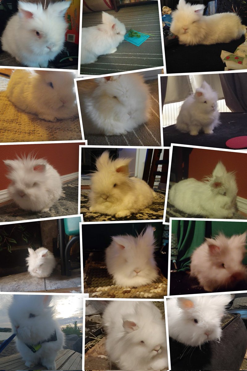 JustifydWarrior's tweet photo. #RIP #MerlinTheMagicBunny ๐คง
The bestest boy there ever was ๐
He made so many people smile so damn big ๐
He loved everyone, even cats & dogs ๐
He met @TheRealStanLee, attended @TwitchCon, hopped Malibu & Huntington Beaches, toured Universal Studios & Winchester Mansion โ๏ธ
Now hes on that big beach in the sky with all the blueberries & cilantro a bunny ever could want ๐