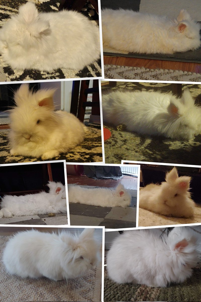 JustifydWarrior's tweet photo. #RIP #MerlinTheMagicBunny ๐คง
The bestest boy there ever was ๐
He made so many people smile so damn big ๐
He loved everyone, even cats & dogs ๐
He met @TheRealStanLee, attended @TwitchCon, hopped Malibu & Huntington Beaches, toured Universal Studios & Winchester Mansion โ๏ธ
Now hes on that big beach in the sky with all the blueberries & cilantro a bunny ever could want ๐
