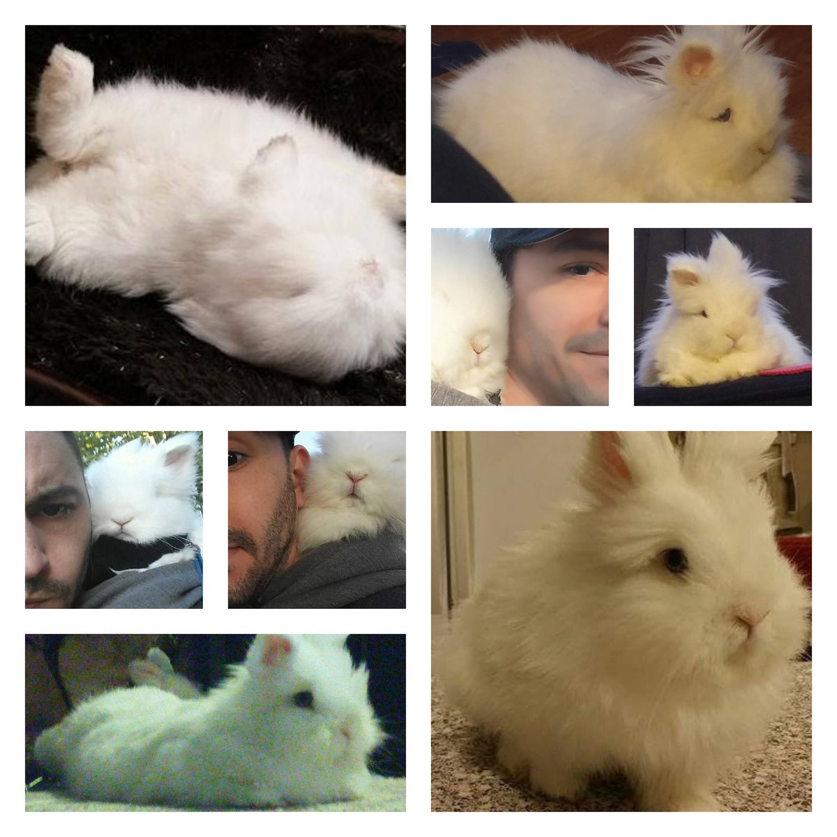 JustifydWarrior's tweet photo. #RIP #MerlinTheMagicBunny ๐คง
The bestest boy there ever was ๐
He made so many people smile so damn big ๐
He loved everyone, even cats & dogs ๐
He met @TheRealStanLee, attended @TwitchCon, hopped Malibu & Huntington Beaches, toured Universal Studios & Winchester Mansion โ๏ธ
Now hes on that big beach in the sky with all the blueberries & cilantro a bunny ever could want ๐