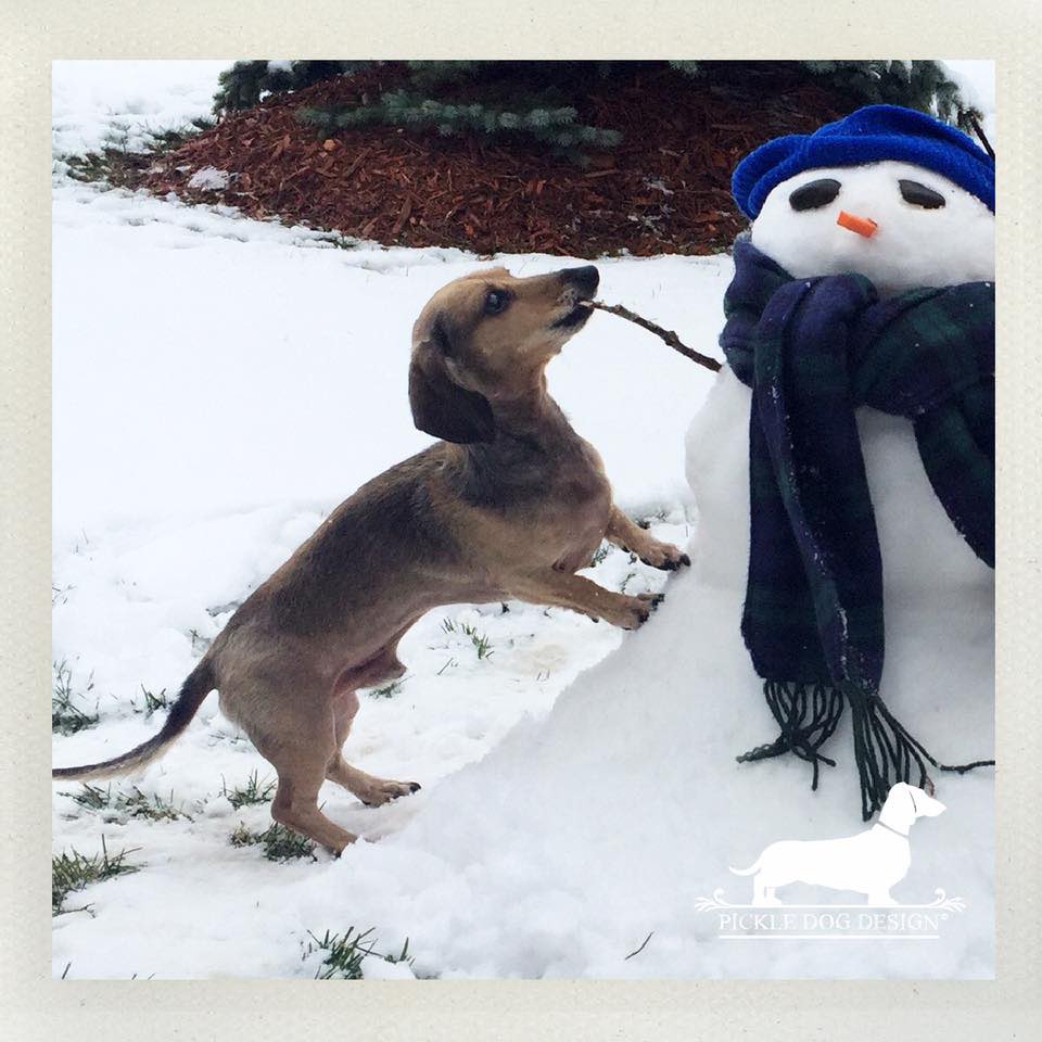 Us realizing what spring still looks like in Minnesota. 😉

#minidoxie #sausagedog #dachshund #doxie #dachshundsonly #doglife #thatsdarling #justdachshunds #doxiesofinstagram #snowman #minnesota #doyouwanttobuildasnowman #minnesnowta #snow #springtime