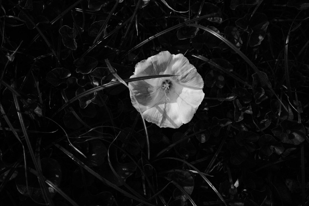 Govinda Rumi tweet media