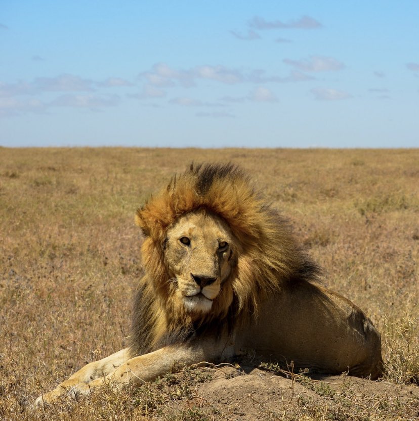 Beautiful Tryggve, the second King of Namiri Plains🦁👑 #lion #Tryggve #Namiriplains #Serengeti #Tanzania