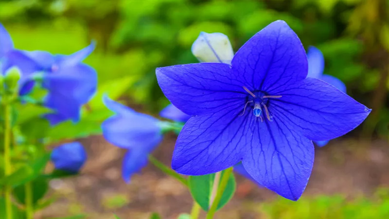 TerryTreehouse's tweet photo. Balloon Flower, a perennial that gets its name from flower buds that inflate like balloons before they pop open to reveal star-shaped blooms.
Depending on the variety, 6 inches to 2 feet tall
Astra Blue, Hakone Blue, and Fuji Blue are some of the bluest. - #BlueFlower https://t.co/5e4LdZxzSW