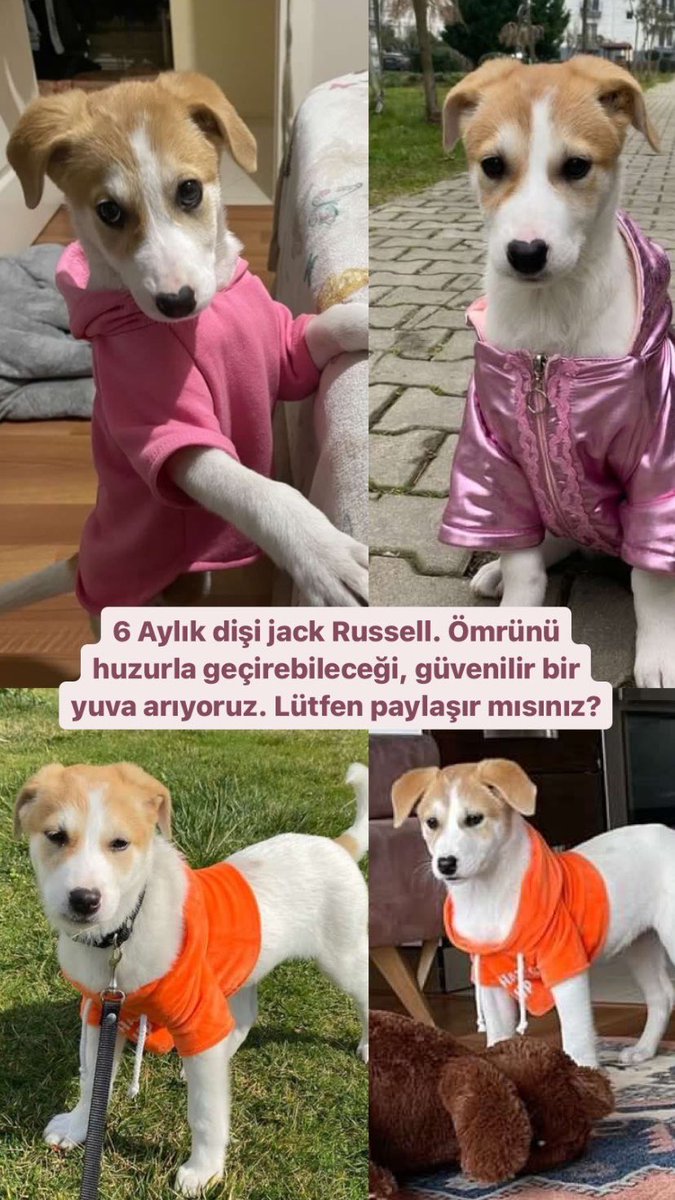 Hikaye klasik.. çocuklarla bakılamıyor. Müthiş güzel ve oyuncu. Ömrünü huzurla, sevgiyle geçirebileceği yuvasını bulalım. <a href="/nesliko/">Neslihan</a>