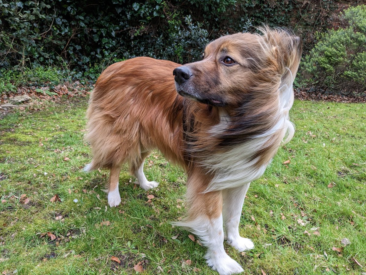 CamasTheCollie's tweet image. A tad windy today. 🐾🐾🍃💨🙂
#BorderCollie
#WindyWeather
#Ruffled
#MondayThoughts