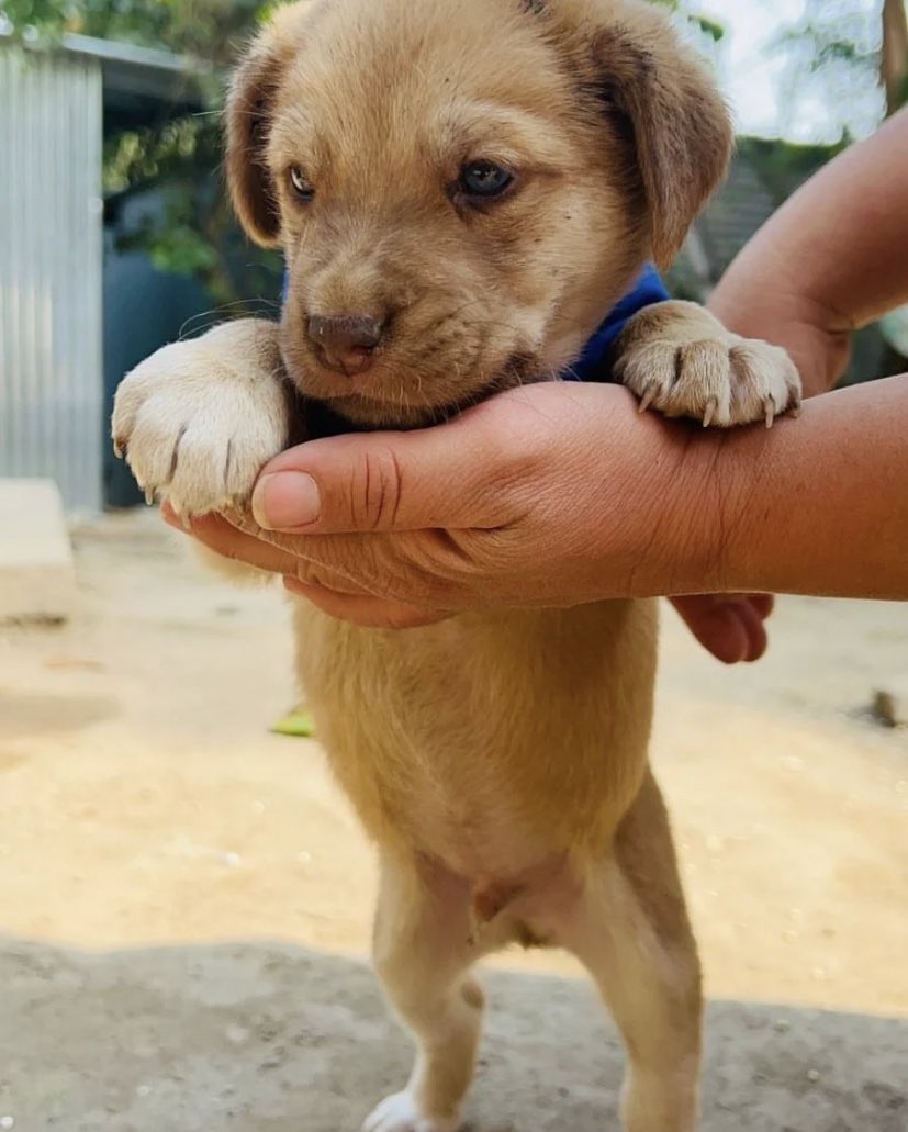 salvadogsv's tweet photo. OPORTUNIDAD DE ADOPCIÓN

Hermosos cachorritos de 1 mes en Adopción 💙

Si desea brindarle hogar responsable puede aplicar y comunicarse al +503 7752 8234 para brindarle mayor información sobre el proceso de adopción 🐶 https://t.co/WNIWjZcVKK
